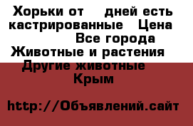   Хорьки от 35 дней есть кастрированные › Цена ­ 2 000 - Все города Животные и растения » Другие животные   . Крым